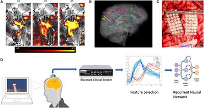 Decoding Neural Activity in Sulcal and White Matter Areas of the Brain to Accurately Predict Individual Finger Movement and Tactile Stimuli of the Human Hand